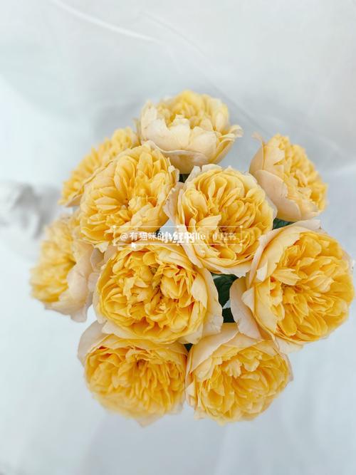 迪瑞特 缪斯女神玫瑰_缪斯女神_点缀生活的鲜花_家居家装_家居装饰