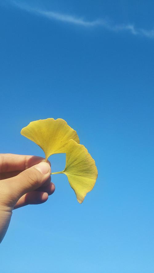 银杏叶珮蓝天