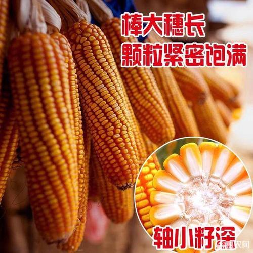 玉米种子 华玉518亩产1800 斤,稀植大棒,超抗逆强不招虫