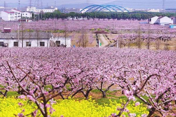 2022无锡阳山桃花节几月份无锡阳山桃花观赏攻略
