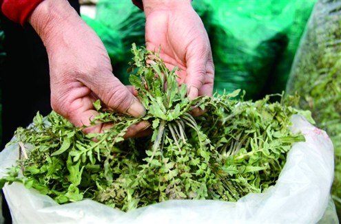 野菜的种类及图片