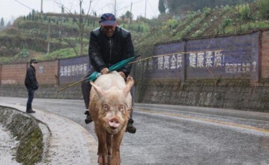 60岁老大爷骑猪出行,100里两个白菜就够了,交警看后目