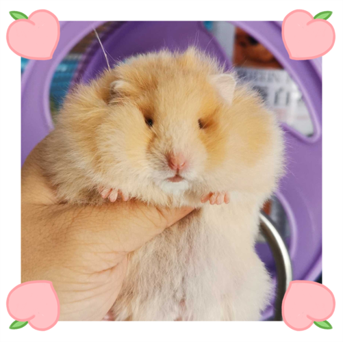 视频挑选长毛金丝熊纯银银熊稀有熊西施西施熊珍珠仓鼠