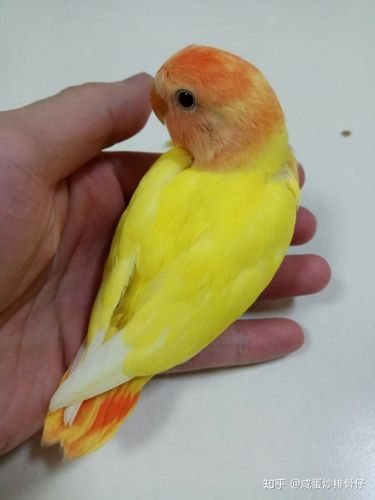 牡丹鹦鹉之红头黄化闪光