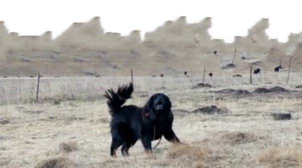 青海玉树西藏牧区原生藏獒
