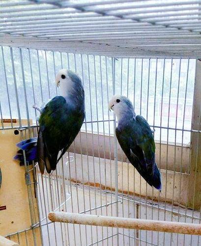 两对种鸟,一对紫罗兰牡丹都带性别卡,另一对紫罗兰配