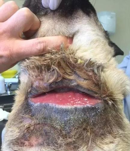 然而让他万万没有想到的是,六周以后,当他再次回到家,去接狗狗