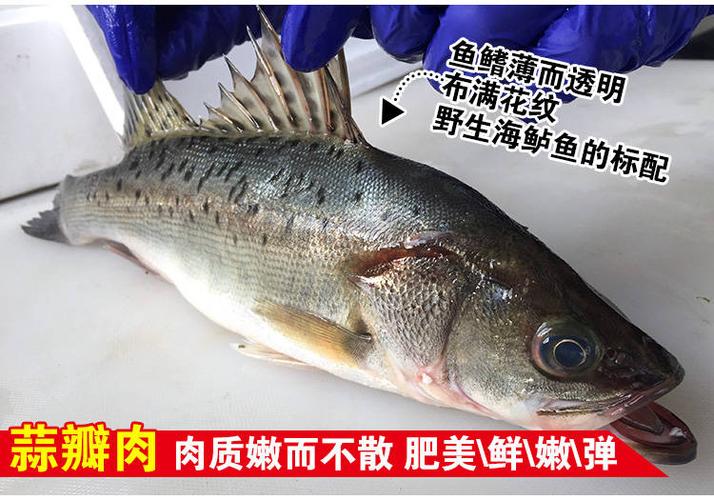 鲜活鲈鱼 深海鱼 新鲜水产海鲜七星海鲈鱼 [1斤海鲈鱼]尝鲜装