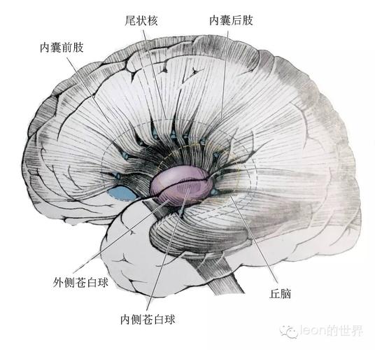 内囊解剖