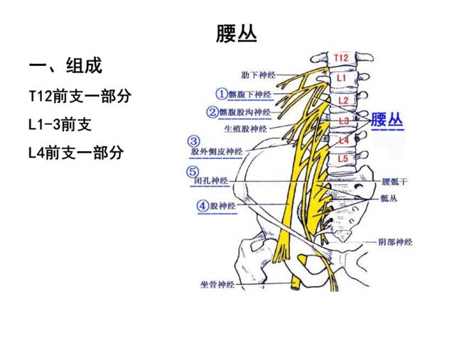 脊神经2胸神经前支,腰丛,骶丛.ppt