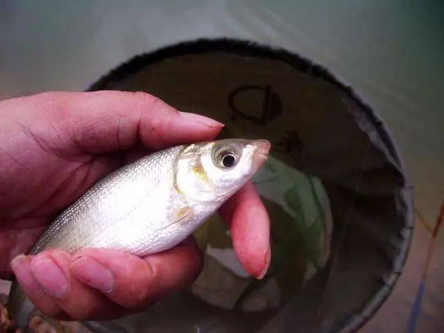 此鱼2两左右的最好吃,嘴巴属于天包地,非常考验钓鱼人的技术