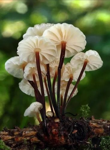 罕见的蘑菇真漂亮-爱上微杂志