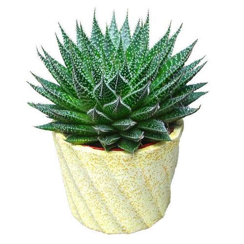 快看,最常见的芦荟品种,你千万别选错了