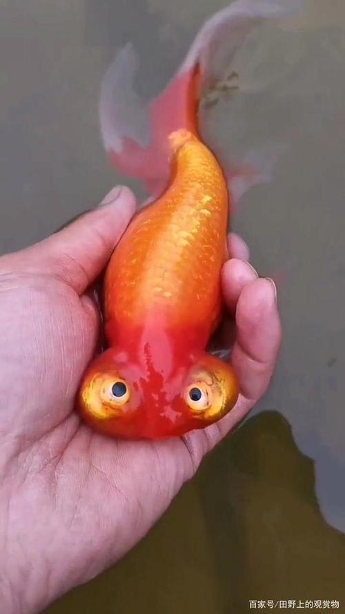 展示最美观赏金鱼