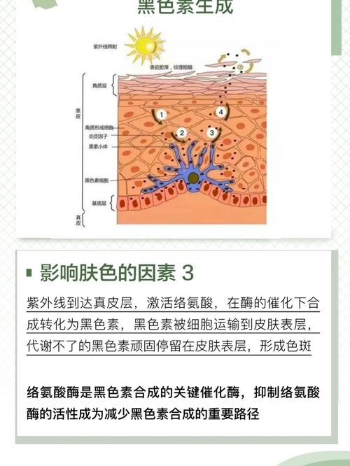 茶博士|美白小课堂95 皮肤中的黑色素细胞,经过日晒后 产生大量的黑