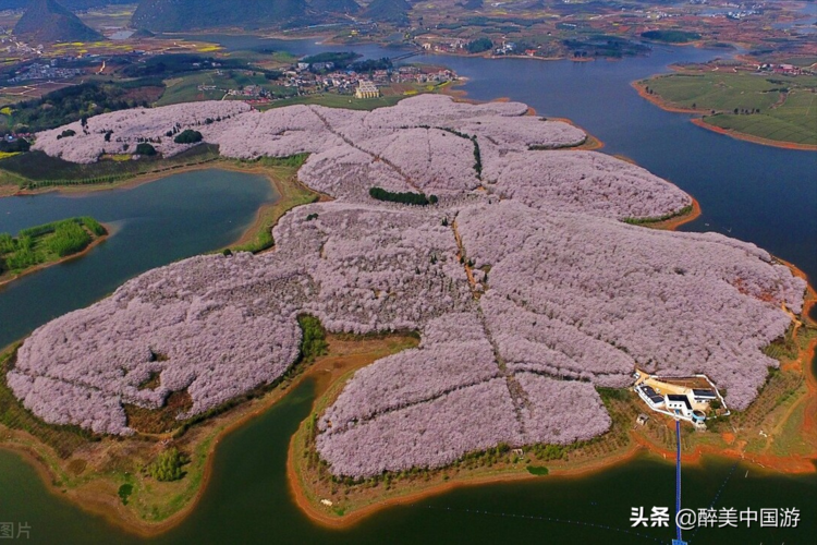 平坝樱花(平坝农场樱花园,50万株樱花竞相怒放)