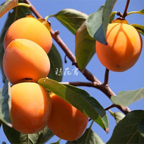 陕西富平尖柿树苗柿饼柿子果苗嫁接南北方种植果树