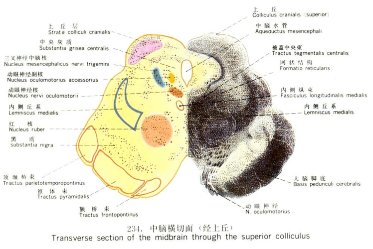 1 中脑的内部结构 一,概念 中脑水管,中央灰质,顶盖,上丘,下丘,四叠体