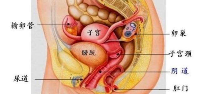 雌性激素 分泌正常,女性的身体也就会 正常. 雌性激素 主要影响在