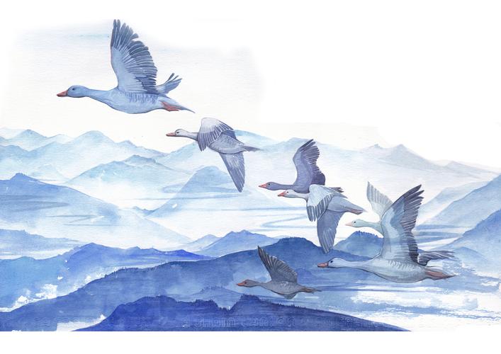 天空和大雁|插画|插画习作|谷籽d - 原创作品 - 站酷 (zcool)
