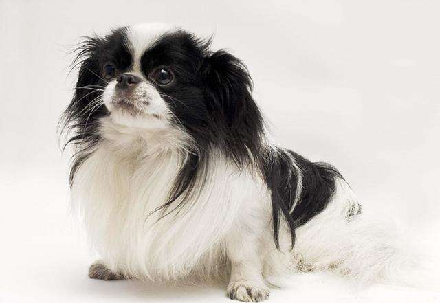 日本狆头大,宽且平.鼻子宽而且短.