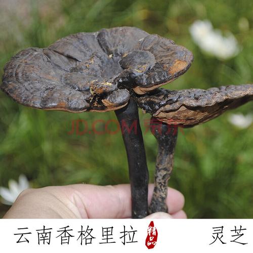灵芝云南香格里拉赤灵芝桑黄高原黑紫灵芝500g克可切片
