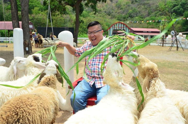 有羊又有草泥马 - 七岩瑞士农场 swiss sheep farm