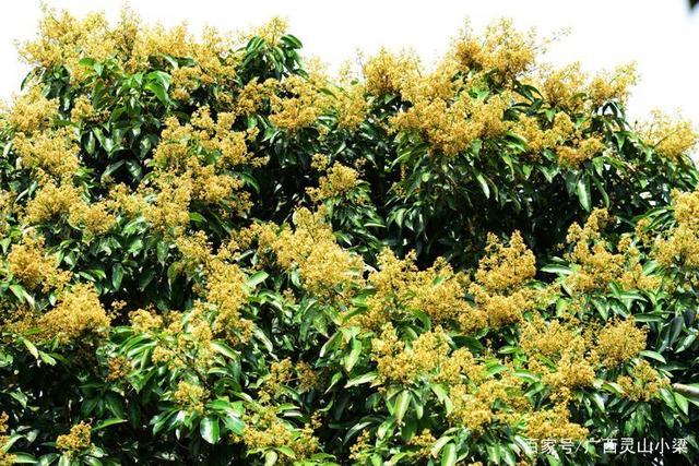 常见蜜源植物及功效,买到适合自己的蜂蜜才能发挥出蜂蜜最大价值