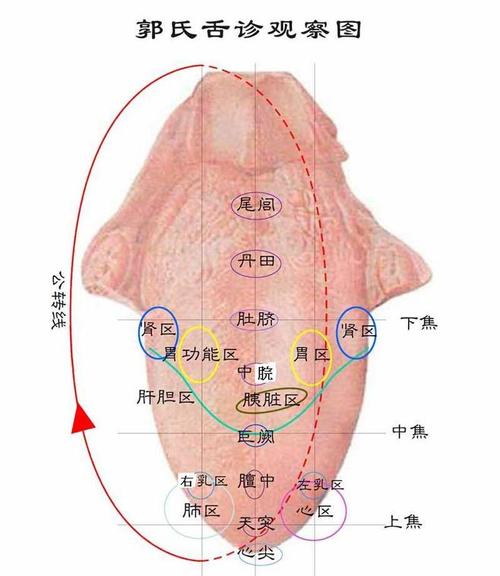 【穴位知识】舌部全息图 .