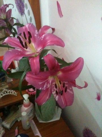 这是什么百合,花上有白色斑?