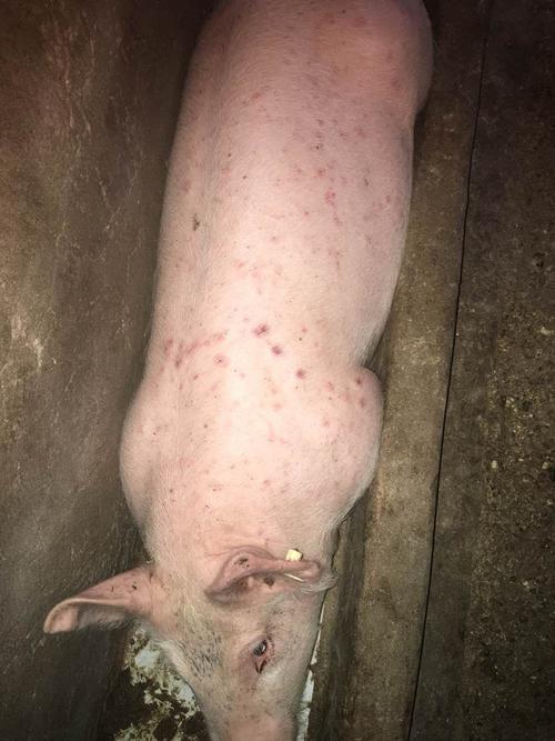 一例猪湿热引起的热毒发斑症