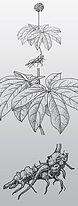 原创黑白三七中草药产品插画包装设计素材元素