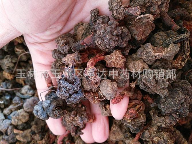 一手货源草苁蓉根 不老草头 回春草根 回春草头 根部