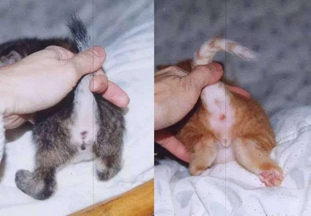 如何分辨公猫母猫?