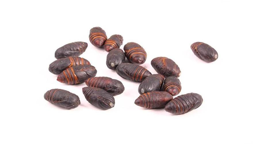 小神仙和蛹的区别有哪些