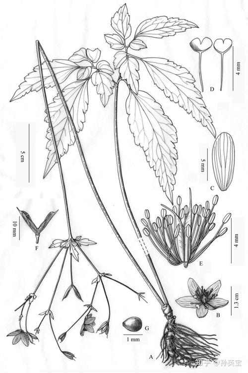 植物科学绘画中墨线图的表现方法