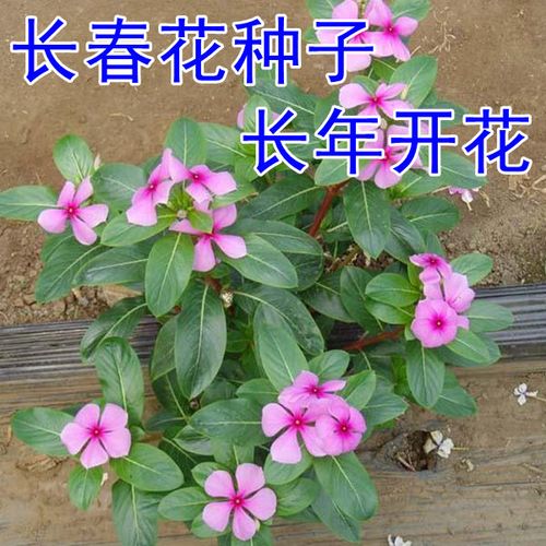 长春花种子 金盏草四时春日日新雁头红花期长四季开花花卉包邮