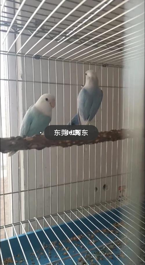 桃面牡丹鹦鹉_鹦鹉_牡丹_松石_宠物_宠物其他