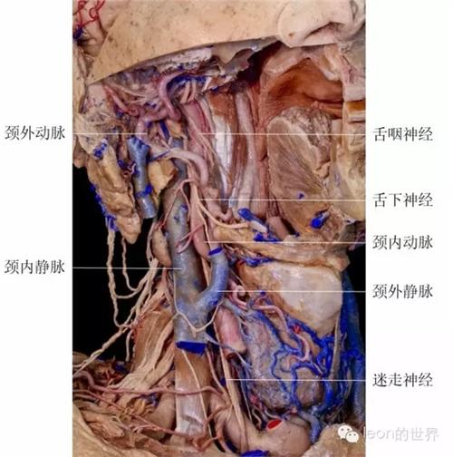 牙医必备:舌下神经解剖和功能