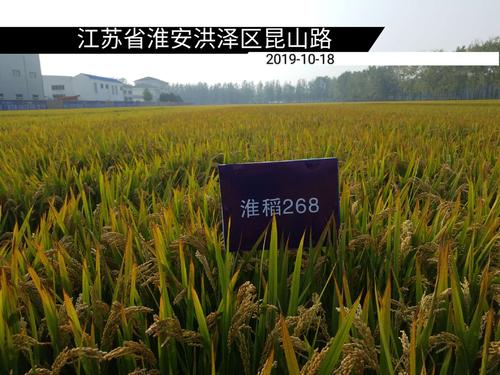 淮稻268-十月里的风采!