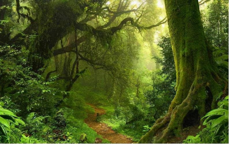 亚马逊热带雨林到底有多恐怖?看似人间天堂,实则生命禁区