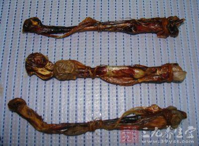 海狗鞭的功效与作用