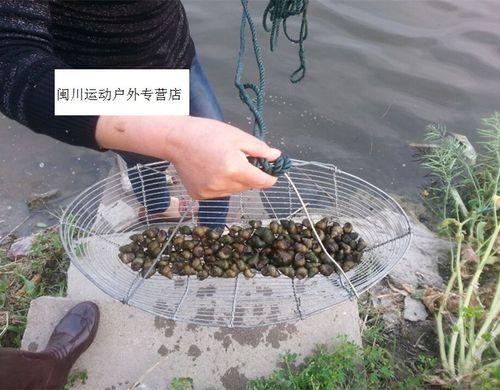 捕田螺 捞螺丝 捉螺丝网 抓田螺 拖河蚌 蚬子 捕蚶子 篮子工具 利苏淳