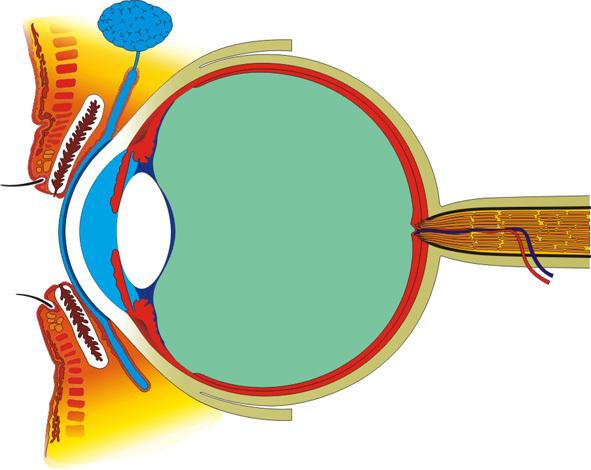 眼球剖面图图片