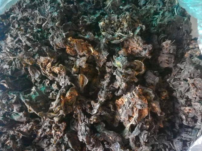 干地皮菜 野生地皮菜,产地八百里伏牛山无供害绿色食品,新货上市欢迎.