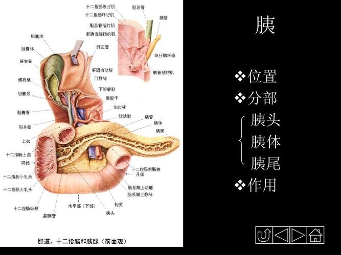 胰 位置 分部 胰头 胰体 胰尾 作用