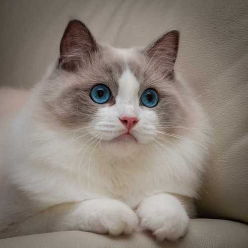 想养只猫,养什么品种?