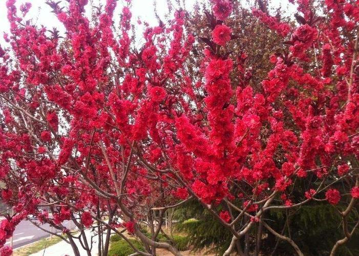 正宗中国红樱花樱花苗庭院绿化日本樱花苗樱花树苗晚樱嫁接苗