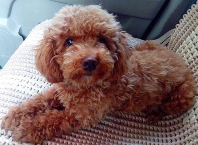 串串泰迪和纯种泰迪谁更值得养