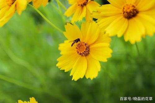 大花金鸡菊,能从春末一直开到秋初,满足你整个夏天的
